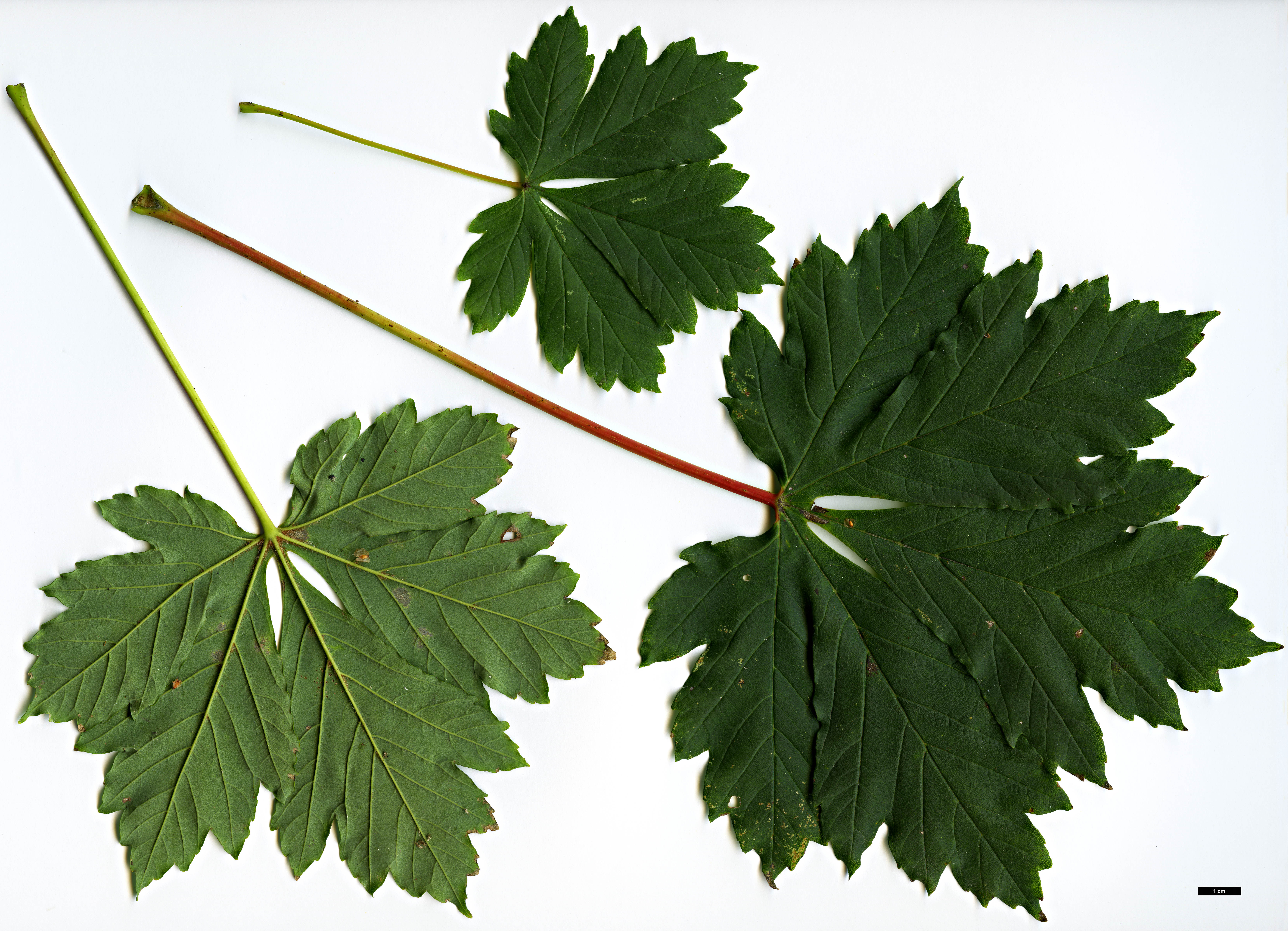 High resolution image: Family: Sapindaceae - Genus: Acer - Taxon: heldreichii - SpeciesSub: subsp. visianii